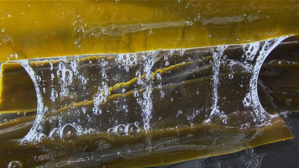 利尻昆布エキス