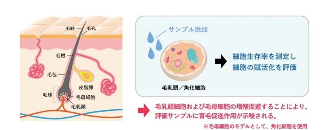 アルロン酸産生試験（保湿細胞試験）